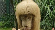Leul cu breton, atracția unei grădini zoologice din China