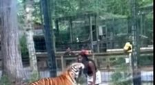 Momentul șocant când o femeie sare gardul pentru a mângâia un tigru, la grădina zoologică. Cum a reacționat felina