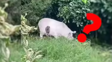Ce animal vezi în această imagine. O iluzie optică a împărțit internauții în două tabere