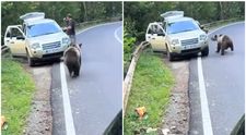 La un pas de tragedie! Un bărbat a oprit mașina pe Transfăgărășan pentru „a admira” ursul, dar a fost atacat! Imagini tulburătoare VIDEO