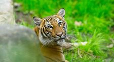 Primul animal sălbatic diagnosticat cu Covid-19, un tigru de la grădina zoologică din Bronx
