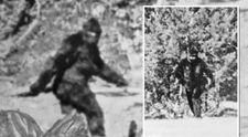 Misteriosul video cu Bigfoot, din 1967, scanat cu metode revoluționare. Concluziile sunt surprinzătoare