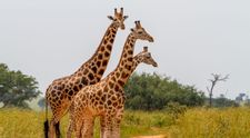 Proiectul de 77 de milioane de euro care va transforma Zoo Baneasa in parc natural. Ce specii am putea vedea peste 8 ani