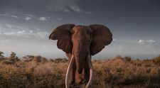 Tragedie nocturnă în India, după ce un elefant ar fi ucis 17 oameni: Patru membri ai unei familii au murit în același timp. Cum au avut loc atacurile