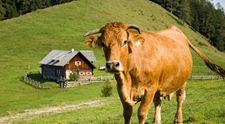 Un bărbat a murit după ce a fost călcat în picioare de o cireadă de vaci, într-o vacanţă. Și soția sa a fost rănită