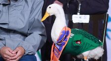 Imagini virale! Merlin, rața care mănâncă tacos, poartă pantofi și e considerată de fani mascota neoficială a Cupei Mondiale, în vizită la președinta Mexicului