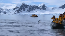 VIDEO Un pinguin vânat de o orcă scapă cu viață după ce sare în barca unor exploratori