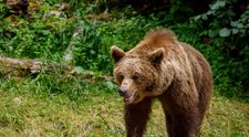 O gravidă și un bărbat de 68 de ani au fost atacați de urs în Brașov! Care este starea lor de sănătate