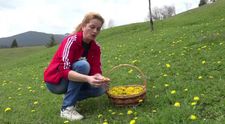 Floarea-medicament care le aduce profit localnicilor din Apuseni. Cu cat se vand papadiile pentru sirop si dulceata