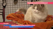 VIDEO Încălțămintea veche, readusă la viață