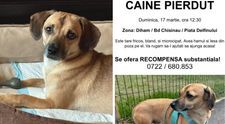 Patrocle, cățelul dispărut pe care îl caută aproape 100 de bucureșteni. S-a pierdut în zona Titan, sector 3. Stăpânii oferă o recompensă impresionantă: „Singur și mic într-o lume atât de mare"