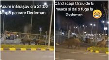 O turmă de mistreți se plimbă-n voie pe străzile din Brașov: “Ia uite parlamentarii, au ieșit în campanie electorală”