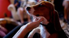 Iubitorii de animale ar putea decoda lătratul câinilor