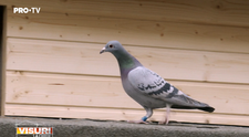 VIDEO Porumbeii familiei Voicilaș au făcut pui și au nevoie de o casă nouă