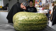 Reacția unor agricultori care au tăiat un pepene de 130 de kilograme. Cum arăta în interior