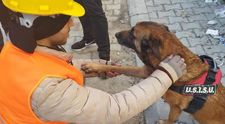 Povestea lui Daniel și a câinelui Speedy, eroii care au salvat vieți în Turcia după cutremurul devastator