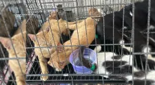 400 de pisici salvate înainte să fie mâncate în Vietnam, într-o operațiune de amploare a poliției! Înduioșător ce s-a întâmplat cu ele după aceea