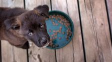 (P) Alimente periculoase pentru câinele tău pe care nu ar trebui să le mănânce niciodată