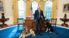 Câinii lui Joe Biden, mutați de la Casa Albă după ce au devenit agresivi. Unde au ajuns patrupedele
