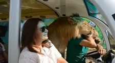 Se juca zilnic cu leii și îi plimba cu mașina. Proprietarul celui mai mare parc safari din Crimeea a fost sfâșiat de feline, iar acum este în stare gravă