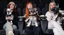 Noi reguli pentru accesul în cinematografe! În ce țară poți intra la film cu animalul tău de companie