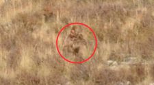 VIDEO viral ”Cred că este Big Foot!” Creatura ireală - bipedă și blănoasă - surprinsă cu telefonul de doi călători cu trenul