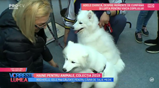 VIDEO Haine pentru animale, colecția 2019