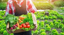 Proiectul prin care bucurestenii pot sa aiba o gradina de legume gratis. 