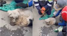 Miracol în Venezuela. Un pudel a fost salvat după 29 de zile de la cutremur. Momentul emoționant în care a fost scos de sub dărâmături