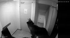Ursul care a pătruns într-un hotel din Poiana Brașov a fost împușcat. Animalul, un mascul de circa 10 ani şi 400 de kilograme, reprezenta un pericol