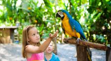 Papagalii de la grădina zoologică, mutați după ce au început să înjure vizitatorii