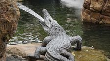 Un copil de 3 ani a fost aruncat în țarcul cu crocodili la o grădină zoologică. Ce s-a întâmplat