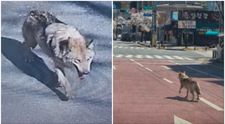 S-a uitat la filme americane. Un lup a scăpat de la zoo după ce a săpat un tunel! Cum l-au găsit cei 116 polițiști care au pornit în urmărirea lui