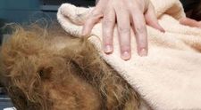 Au descoperit ce animal se ascunde după blană abia după ce l-au tuns. Medicii veterinari au fost șocați