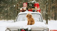 Riști să fii amendat dacă îți decorezi autoturismul cu coarne de ren și nas roșu? Ce prevede legea