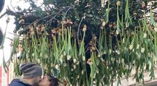 Nicu Bocancea, master florist internațional, a “plantat” copacul cu 600 de lalele pe Calea Victoriei