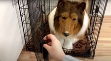Bărbatul care a plătit 14.000 $ ca să se transforme în câine șochează din nou: „Mi-ar plăcea să îmi îndeplinesc visul de a deveni un alt animal într-o zi”. Ce planuri are japonezul