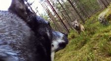 Incredibil! Un caine a inregistrat cu un GoPro momentul in care a fost atacat de doi lupi