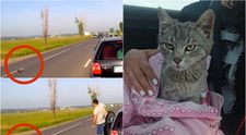 Un tânăr din Suceava și-a riscat viața pentru a salva o pisică aflată pe un drum intens circulat! Momentul a fost filmat și a strâns mii de reacții VIDEO