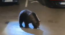 Care este starea șefului Salvamont Predeal după ce a fost atacat de o ursoaică. Bărbatul a fost găsit cu răni la cap și a fost resuscitat