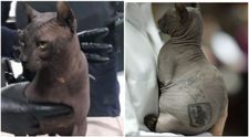 Ce s-a întâmplat cu pisica tatuată, care a făcut închisoare în Mexic, alături de liderul unei grupări mafiote