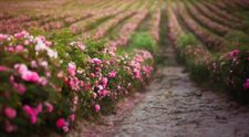 VIDEO Florile de sezon, o încântare a simțurilor