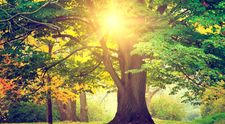 Testul arborelui. Vezi ce spune poza pe care o alegi despre tine si personalitatea ta