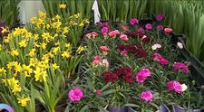 La Vorbește lumea, primim sfaturi pentru îngrijirea florilor de primăvară