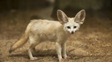Si-a fortat vulpea sa treaca la un stil de viata vegan. Ce s-a intamplat cu animalul