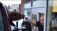Au luat ursul in masina si l-au dus sa manance inghetata. Gradina Zoologica din Canada, data in judecata