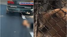 VIDEO Un bărbat și-a legat câinii de mașină, apoi i-a târât pe șosea! Ce a putut să răspundă când a fost întrebat de ce a făcut un asemenea gest
