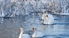 Un lac din Bistrita a devenit a doua casa pentru lebedele ramase aici peste iarna. 