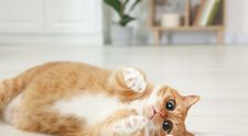Nu e banc! Două pisici drogate au ajuns la Spitalul Veterinar de Urgență din București. Polițiștii au intrat pe fir