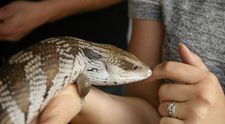 VIDEO Animale exotice de companie
